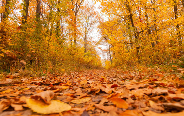 Pathway in the autumn forest, among trees and shrubs, photography from the ground.