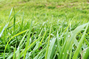 green grass after rain in the meadow