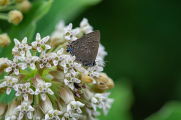 Banded Hairstreak on Milkweed Flowers