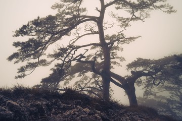 Fototapeta na wymiar Drzewa leśne we mgle