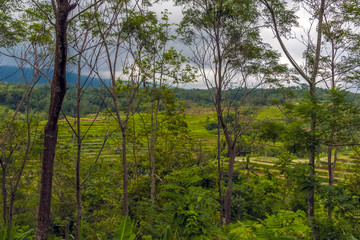 A view through the jungle towards rice terraces in the highlands of Bali, Asia