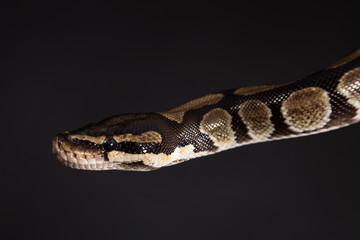 Boa constrictor on a black background.