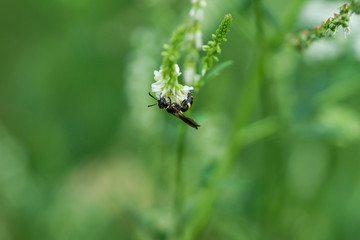 Humped Beewolf on White Sweet Clover Flowers