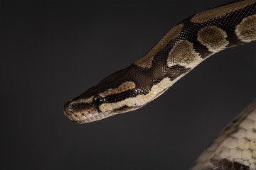 Boa constrictor on a black background.