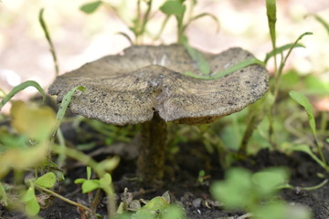 mushroom