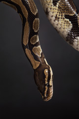Boa constrictor on a black background.