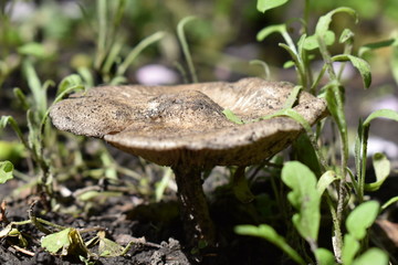mushroom
