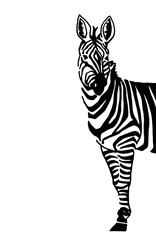 Graphical zebra isolated, vector design cover