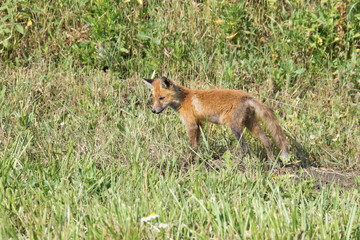 Naklejka na ściany i meble A small Fox cub looks for food on the side of the road. The skinny and dirty kid is hungry. Orphan.