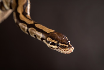 Boa constrictor on a black background.