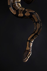 Boa constrictor on a black background.