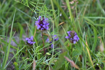 wildflowers