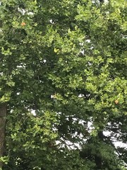 green tree in the forest