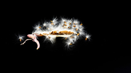 seeds of carrion / starfish cactus