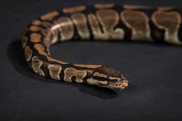Boa constrictor on a black background.