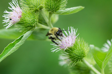 Fototapeta premium Bumblebee on Burdock Flowers in Summer