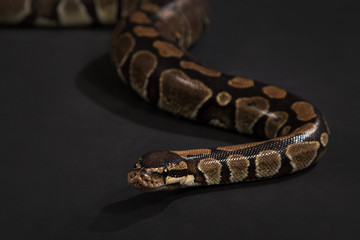 Boa constrictor on a black background.