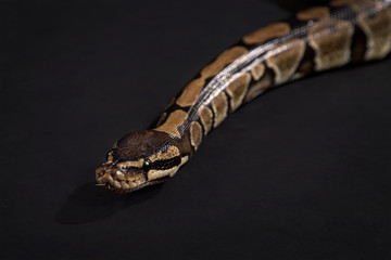 Naklejka premium Boa constrictor on a black background.