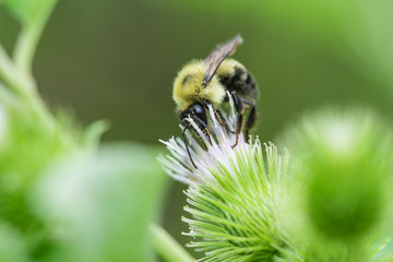 Bumblebee on Burdock Flowers in Summer