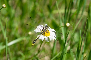 Carolina Saddlebags Dragonfly on Ox Eye Daisy