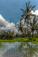 Fototapeta na wymiar A panorama view of rice fields and palm trees in Bali, Asia