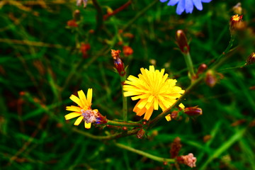 yellow flower