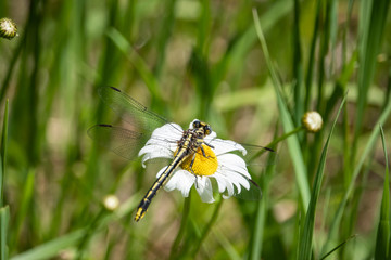 Carolina Saddlebags Dragonfly on Ox Eye Daisy