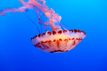 Purple striped jelly fish on a dark blue background