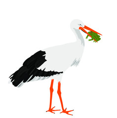 Hunting stork eating frog vector illustration isolated on white background. Visitant migration bird stork in a beak holds a frog. 