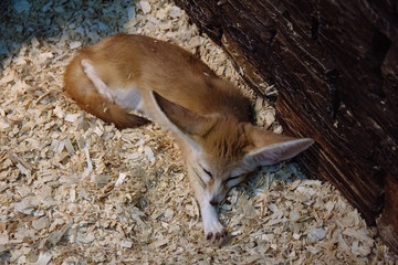 Small cute sleeping fennec fox