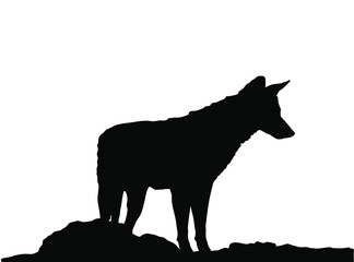 Fototapeta na wymiar Jackal vector silhouette isolated on white background. Coyote observe pray silhouette.
