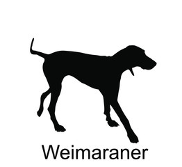 Hunting dog Weimaraner vector silhouette illustration isolated on white background. Bird hunter dog pointer