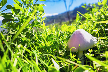 a small cream-colored mushroom in the middle of a green meadow, it has a cap shape and a smooth surface and resembles a wild meadow mushroom. The sun pours through the grass, above it a piece of blue 