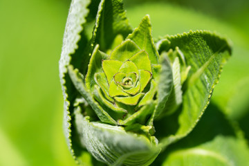 Elecampane Flower Head Sprouting in Summer