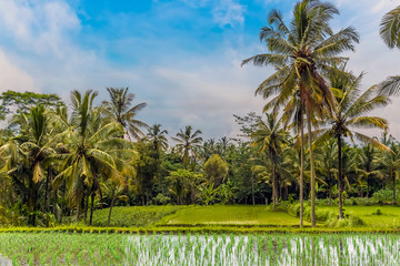 Obraz premium A view across rice fields towards palm trees with a jungle backdrop in Bali, Asia