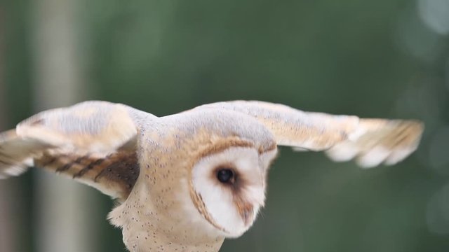 Eine Schleiereule, Tyto alba, schl&auml;gt mit den Fl&uuml;geln, Zeitlupe