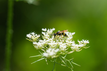 Humped Beewolf on Wild Carrot Flowers