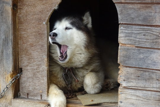 マラミュート犬 Images Browse 157 Stock Photos Vectors And Video Adobe Stock
