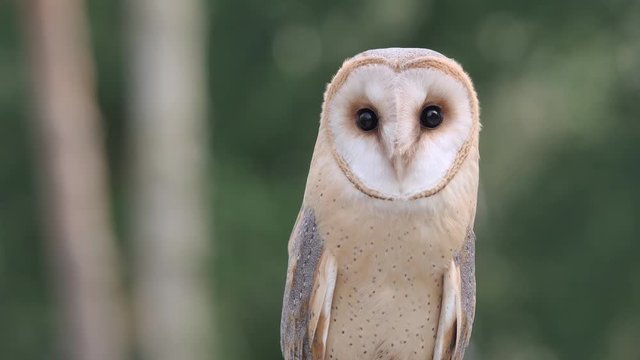 Schleiereule, Tyto alba, Halbtotale im Wald, 50 fps