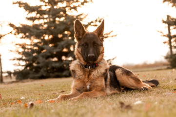 A junior german shepherd dog resting in a backyard
