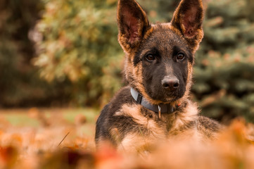 Portrait of a german shepherd puppy while resting in a backyard