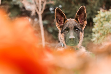Portrait of a german shepherd puppy while resting in a backyard