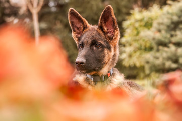 Portrait of a german shepherd puppy while resting in a backyard