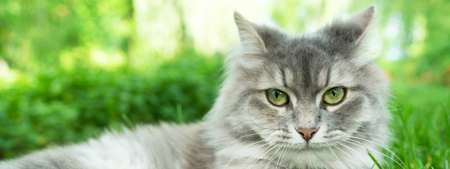 Cat with green eyes and grey fur in summer grass outdoor banner. Grey long hair Ragdoll kitty.