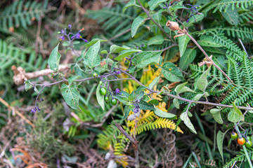 Deadly Nightshade flowers and berries growing wild