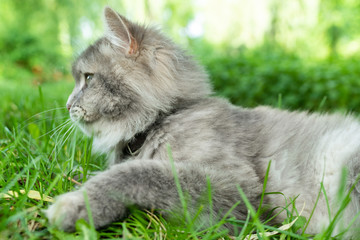 Naklejka na ściany i meble Grey cat profile looking away in green grass park outside.