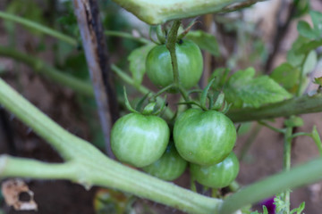 green tomato on a vine