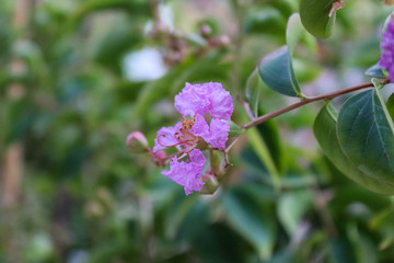 lilac flowers in the garden