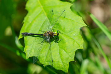 Racket Tailed Emerald Dragonfly in Summer