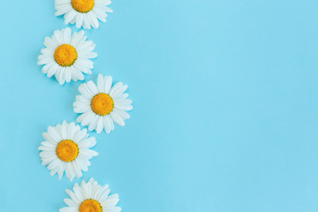 Beautiful white daisy flowers on a light blue background. Greeting card for summer days.